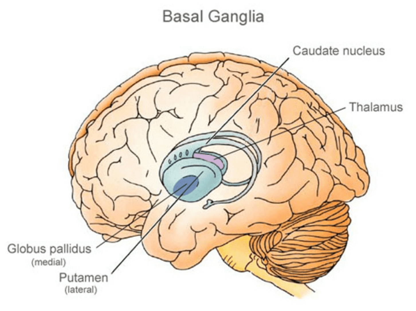 Что такое путамен 8 букв. Таламус и подкорковые узлы. Бледный шар мозга. Подкорковые узлы. Basal ganglia.